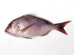 Image result for Dentex dentex