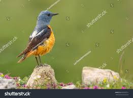 Image result for Monticola saxatilis