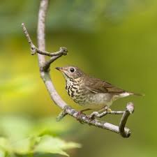 Image result for Catharus minimus