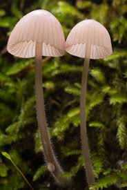 Attēlu rezultāti vaicājumam “Mycena purpureofusca”