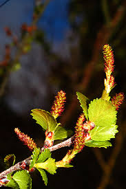 Attēlu rezultāti vaicājumam “Betula nana flower”