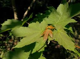 Attēlu rezultāti vaicājumam “Acer tataricum leaf”