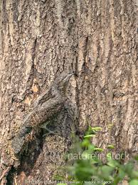 Attēlu rezultāti vaicājumam “Jynx torquilla adult”