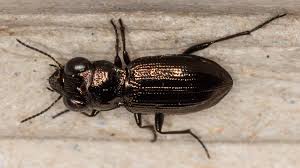 Attēlu rezultāti vaicājumam “Notiophilus germinyi”