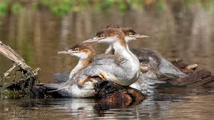 Attēlu rezultāti vaicājumam “Mergus merganser juvenile”