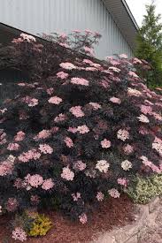 Attēlu rezultāti vaicājumam “Sambucus nigra”