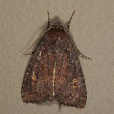 Attēlu rezultāti vaicājumam “Apamea ophiogramma”