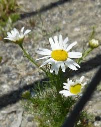 Attēlu rezultāti vaicājumam “Tripleurospermum inodorum flower”