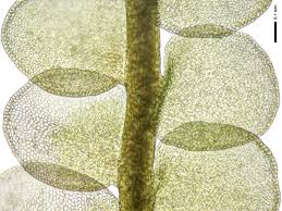 Attēlu rezultāti vaicājumam “Odontoschisma sphagni”