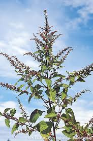 Attēlu rezultāti vaicājumam “Chenopodium polyspermum var. acutifolium”
