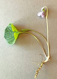 Attēlu rezultāti vaicājumam “Viola epipsila”