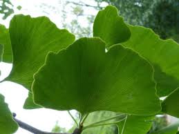 Attēlu rezultāti vaicājumam “Ginkgo biloba leaf”