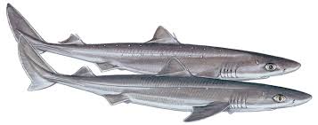 Image result for Squalus acanthias