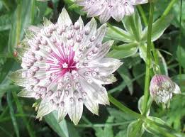 Attēlu rezultāti vaicājumam “Astrantia major flower”
