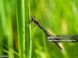 Attēlu rezultāti vaicājumam “Lestes dryas male”