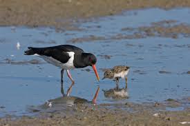 Attēlu rezultāti vaicājumam “Haematopus ostralegus adult”