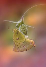 Attēlu rezultāti vaicājumam “Colias croceus”