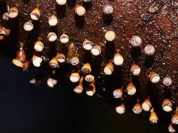 Attēlu rezultāti vaicājumam “Physaraceae”