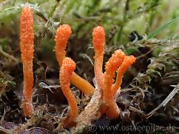 Attēlu rezultāti vaicājumam “Cordyceps polyarthra”