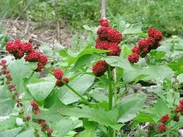 Image result for chenopodium foliosum