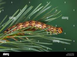 Attēlu rezultāti vaicājumam “Sphinx pinastri larva”