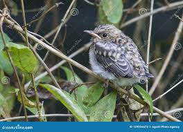 Attēlu rezultāti vaicājumam “Muscicapa striata juvenile”
