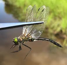 Attēlu rezultāti vaicājumam “Cordulia aenea”