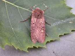 Attēlu rezultāti vaicājumam “Euxoa nigricans”