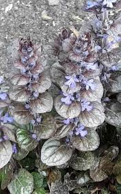 Attēlu rezultāti vaicājumam “Ajuga pyramidalis”
