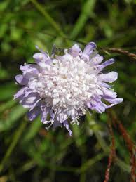 Attēlu rezultāti vaicājumam “Caprifoliaceae”