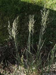 Attēlu rezultāti vaicājumam “Poa nemoralis fruit”