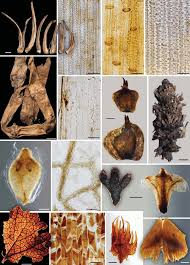 Attēlu rezultāti vaicājumam “Molinia caerulea leaf”