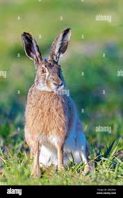 Attēlu rezultāti vaicājumam “Lepus europaeus”