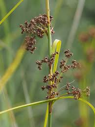 Attēlu rezultāti vaicājumam “Cladium mariscus bud”