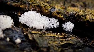 Attēlu rezultāti vaicājumam “Brefeldia maxima macro”