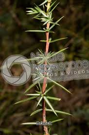 Attēlu rezultāti vaicājumam “Juniperus communis leaf”