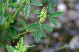 Attēlu rezultāti vaicājumam “Melilotus wolgicus”