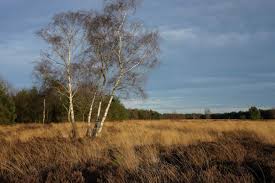 Image result for Heemtuin Rucphen