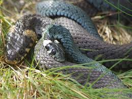 Image result for Ringelnatter