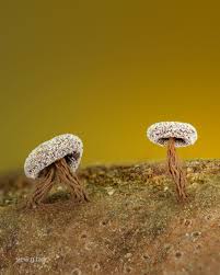 Attēlu rezultāti vaicājumam “Didymium clavus macro”