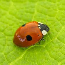 Attēlu rezultāti vaicājumam “Adalia bipunctata imago”