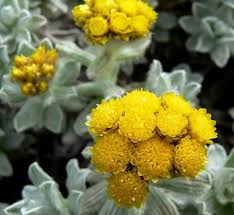 Attēlu rezultāti vaicājumam “Helichrysum arenarium bud”