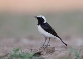 Image result for Oenanthe pleschanka