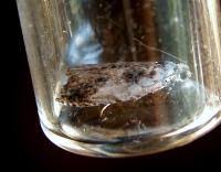 Attēlu rezultāti vaicājumam “Ancylis laetana”