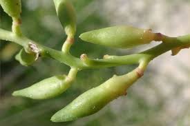 Attēlu rezultāti vaicājumam “Cakile maritima subsp. baltica leaf”