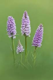 Attēlu rezultāti vaicājumam “Dactylorhiza fuchsii flower”