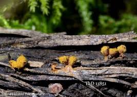 Attēlu rezultāti vaicājumam “Trichia ambigua macro”