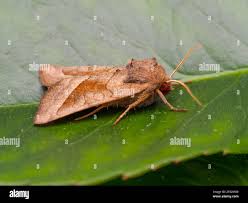 Attēlu rezultāti vaicājumam “Hydraecia micacea”