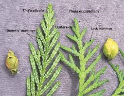 Attēlu rezultāti vaicājumam “Thuja occidentalis leaf”
