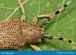 Attēlu rezultāti vaicājumam “Saperda carcharias”